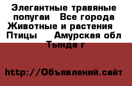 Элегантные травяные попугаи - Все города Животные и растения » Птицы   . Амурская обл.,Тында г.